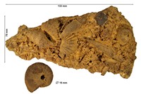 Scaphites geinitzii